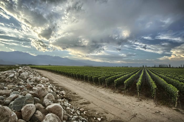 Bodegas Valle de Uco San Carlos